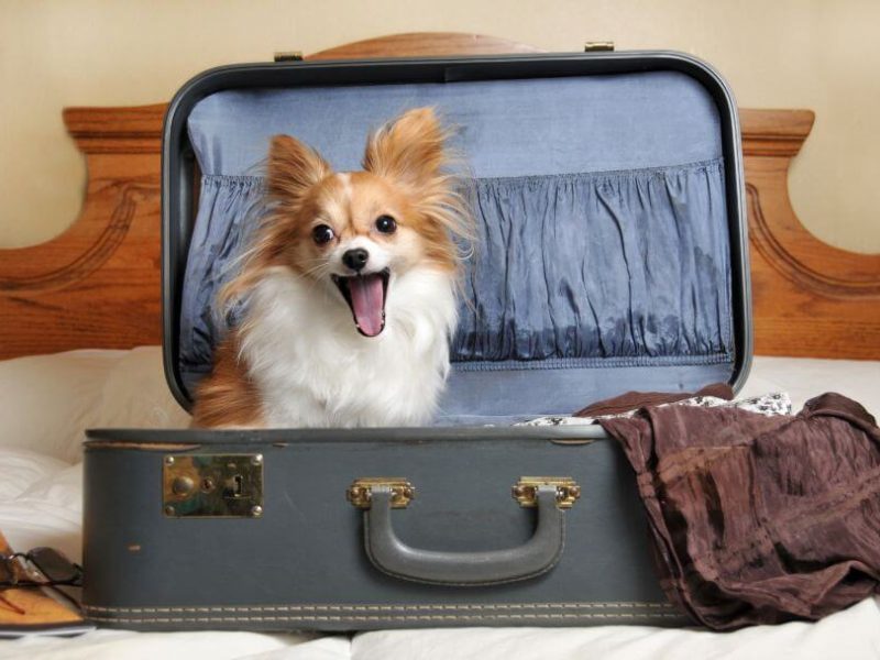 Are Hotels Dog Friendly? (2026 Rules, Fees & What to Expect)