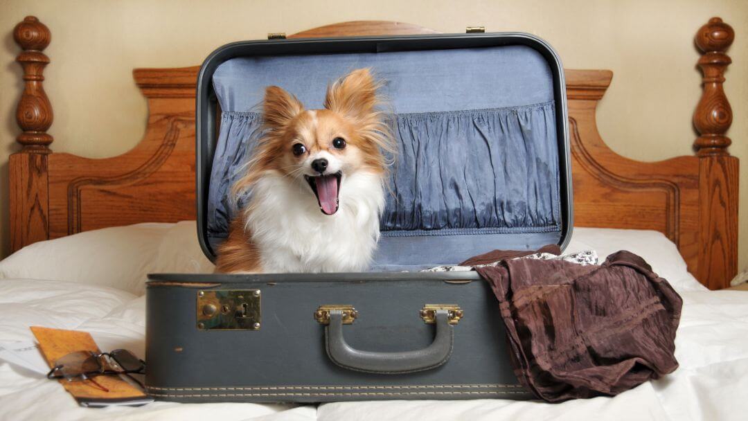 Are Hotels Dog Friendly? (2026 Rules, Fees & What to Expect)