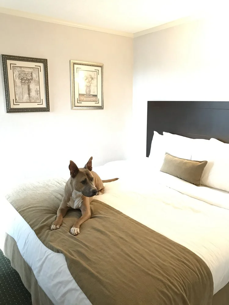 How to Stay in a Hotel With a Dog (2026 Step-by-Step Guide)