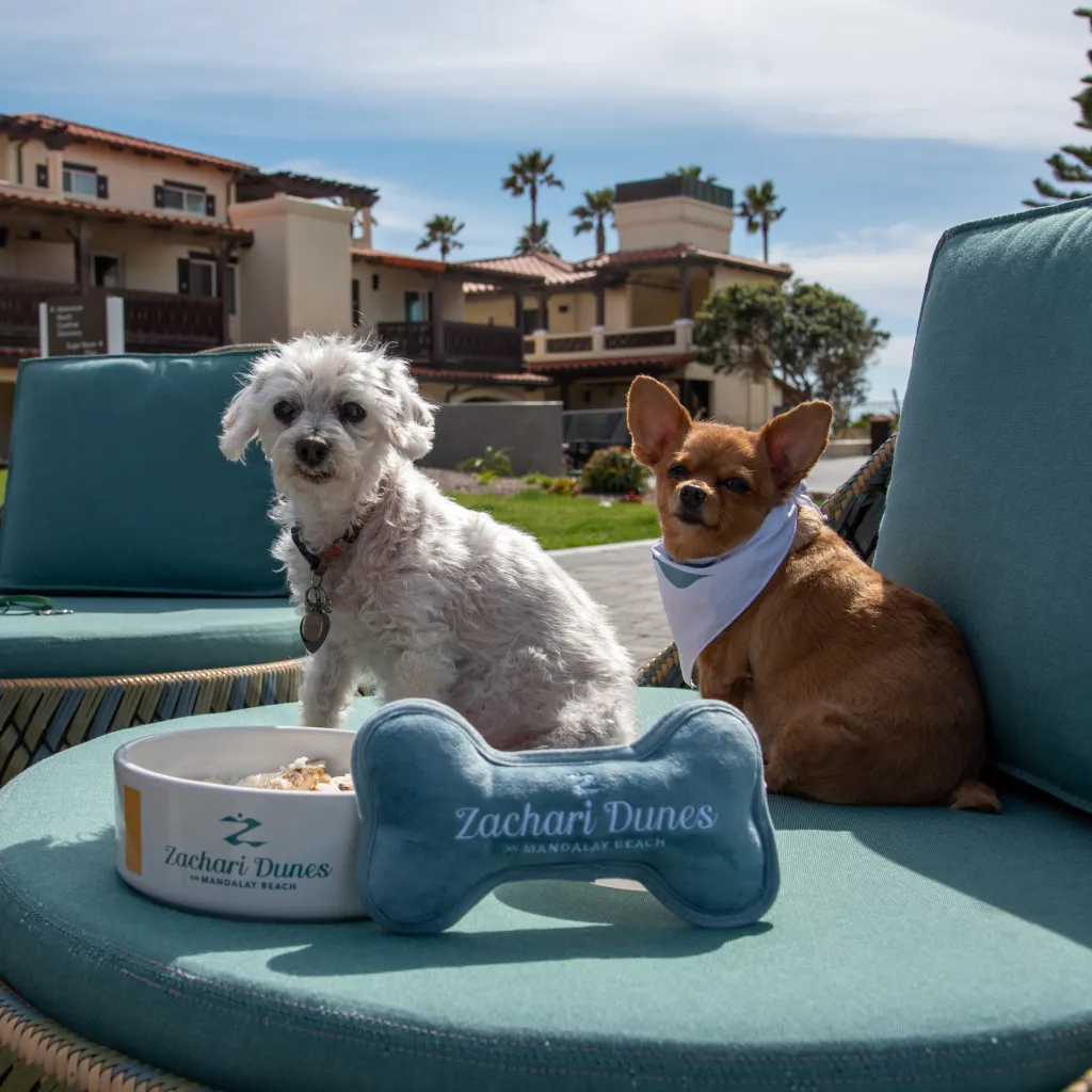 Are Hilton Hotels Dog Friendly? (2026 Pet Policy & What to Expect)