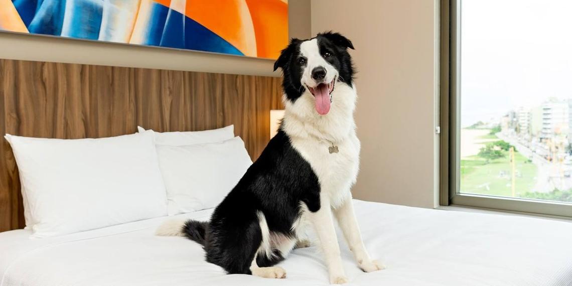 Are Hyatt Hotels Dog Friendly? (2026 Pet Policy & What to Expect)