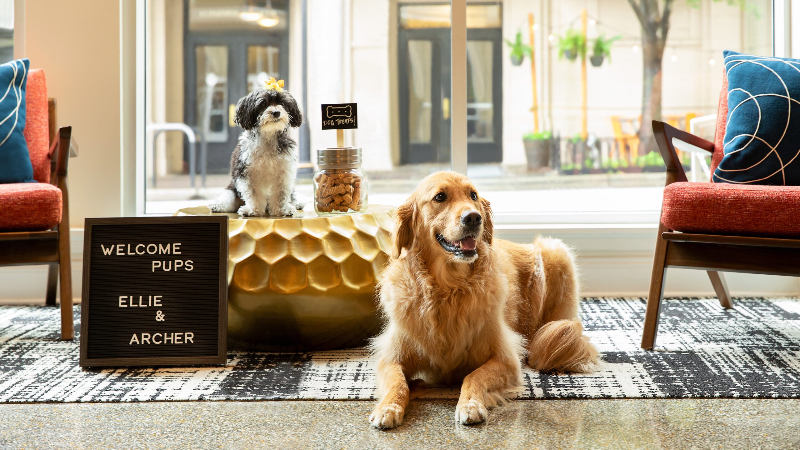 Are IHG Hotels & Resorts Dog Friendly? (2026 Pet Policy & What to Expect)