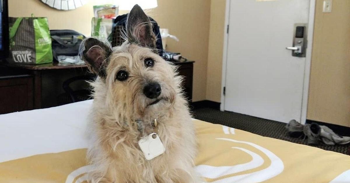 Are Choice Hotels Dog Friendly? (2026 Pet Policy & What to Expect)