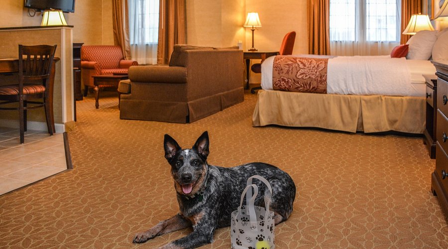 Are Best Western Hotels & Resorts Dog Friendly? (2026 Pet Policy & What to Expect)