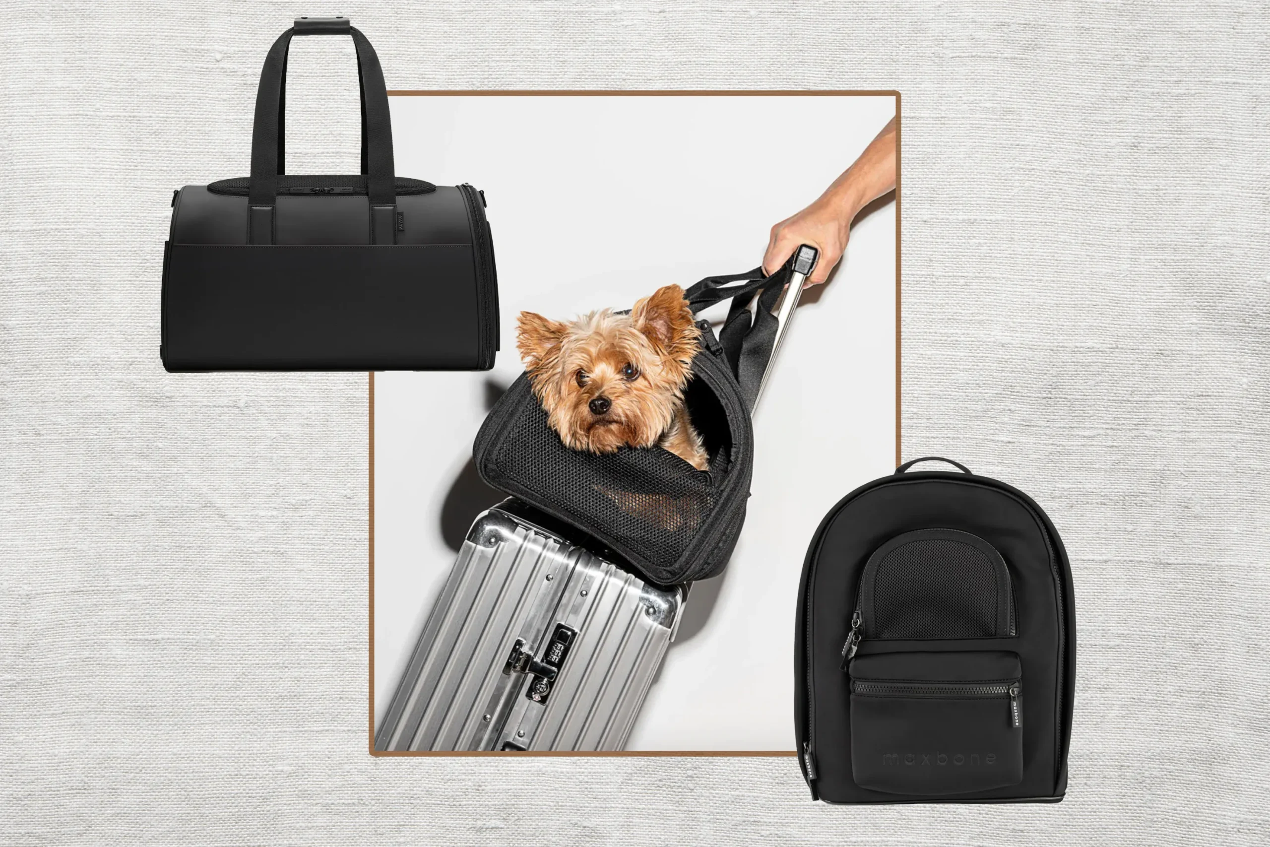 How to Choose the Right Dog Travel Carrier (2026 Complete Guide)