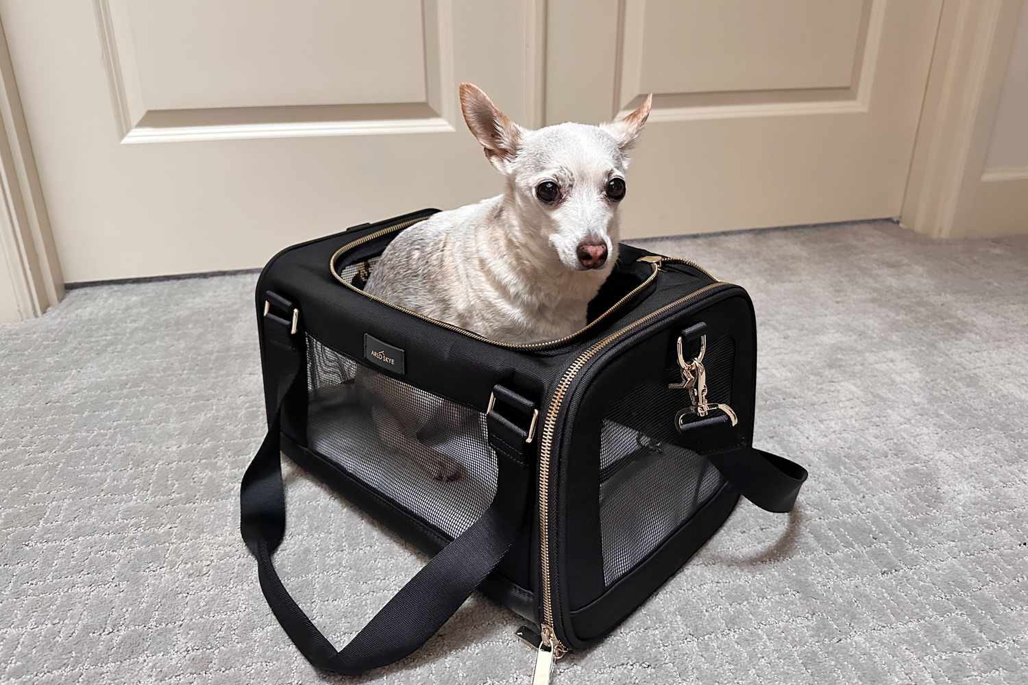 Soft-Sided vs Hard-Sided Dog Carriers (2026): Which Is Better?