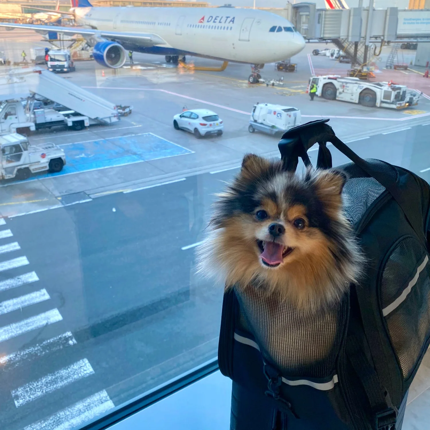 Can Dogs Travel in Cabin on Planes? (2026 Complete Guide)