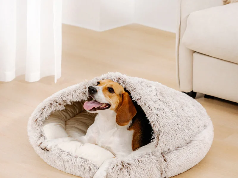 Best Travel Dog Beds for Hotels (2026 Buyer’s Guide)